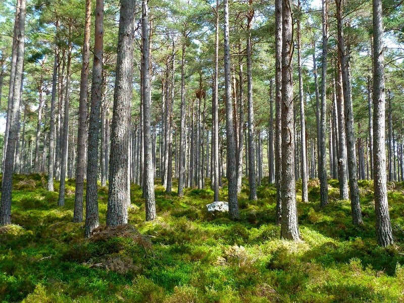 Woodland Charm